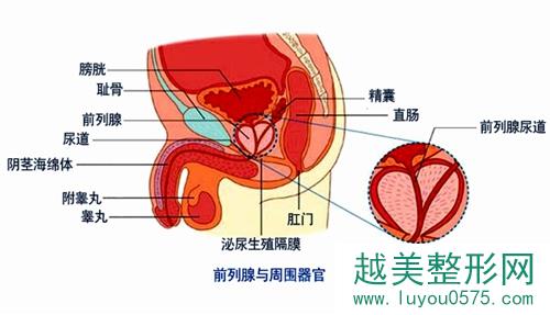 韩国世檀塔男科医院李昌敏讲解前列腺与周围各器官