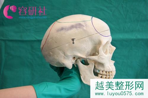 韩国雕刻整形医院头骨模型