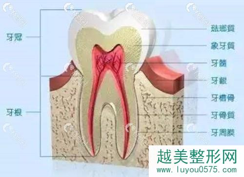 牙齿和牙槽骨的关系