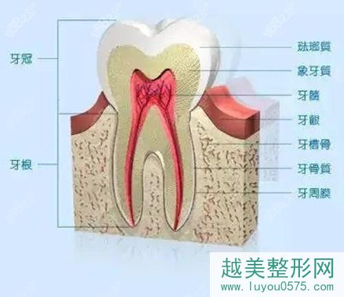 牙槽骨的重要性